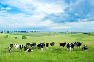 6822976 Cow Background