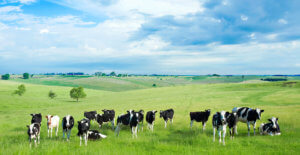 Cow Background